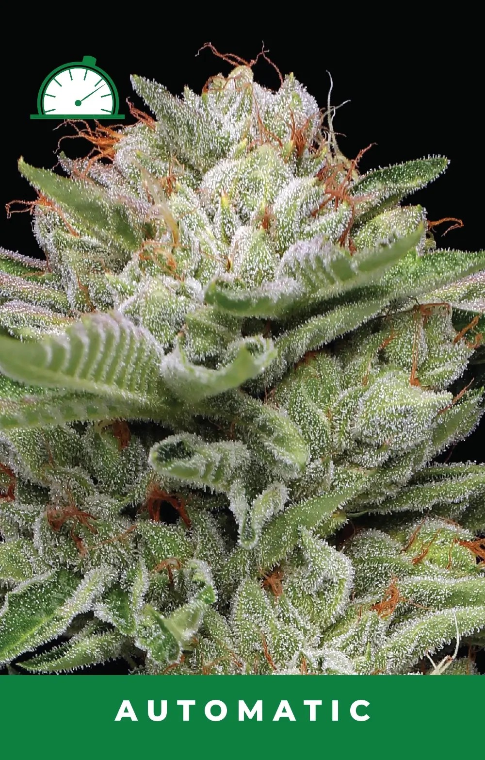 Durban Poison Auto Autoflower by Humboldt Seed Company