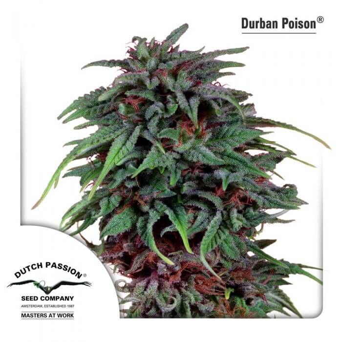 Durban Poison Feminized by Dutch Passion