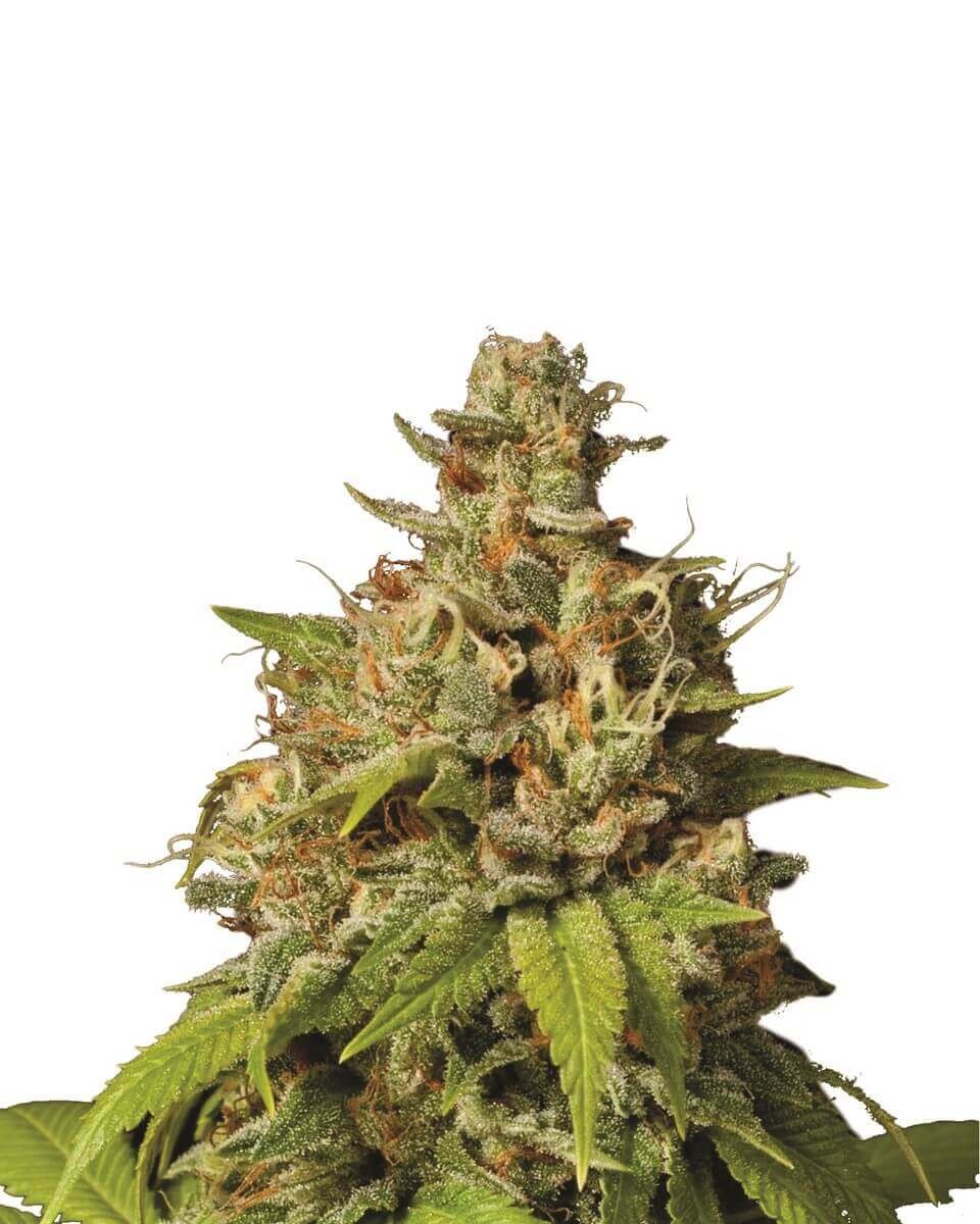 Durban Poison Feminized by Nirvana