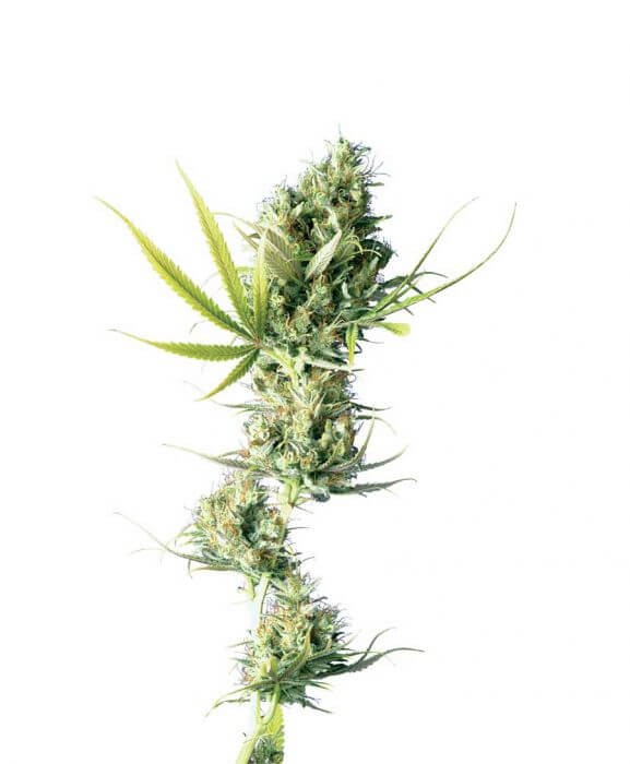 Durban Regular by Sensi Seeds