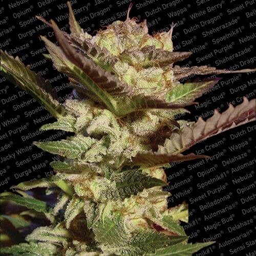 Durga Mata Feminized by Paradise Seeds