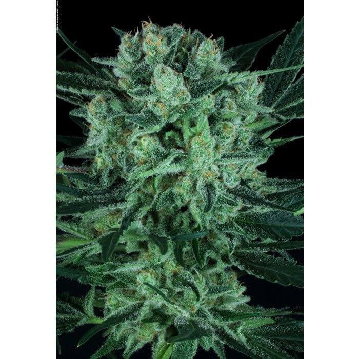 Durga Mata II CBD Feminized by Paradise Seeds