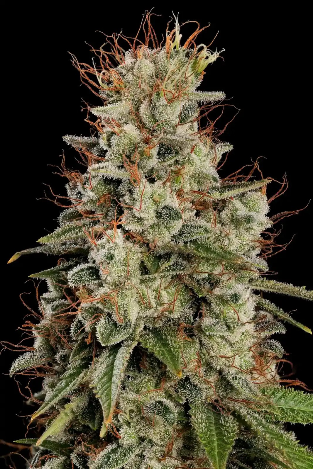 Dutch Dragon Feminized by Paradise Seeds