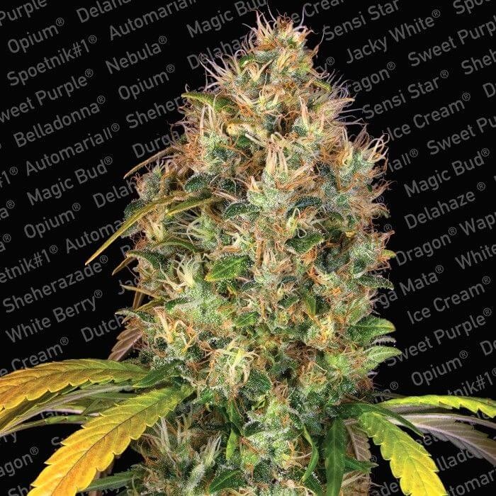 Dutch Kush Feminized by Paradise Seeds