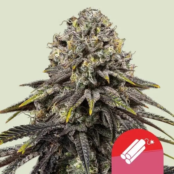 Dynamite Diesel - Tyson 2.0 Feminized by Royal Queen Seeds