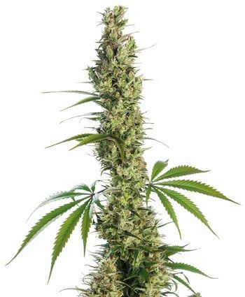 Eagle Bill Regular by Sensi Seeds