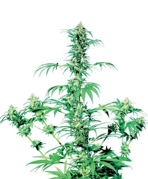 Early Girl Regular by Sensi Seeds