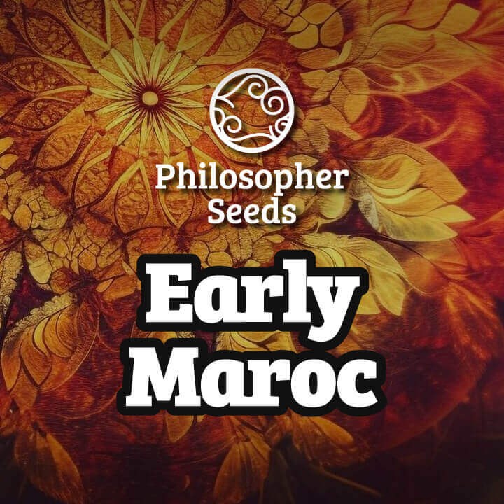 Early Maroc Feminized by Philosopher Seeds