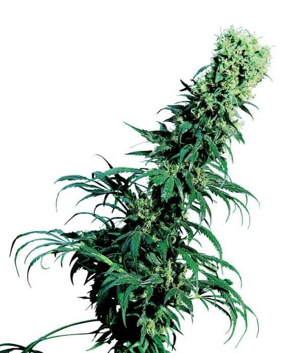 Early Pearl Regular by Sensi Seeds