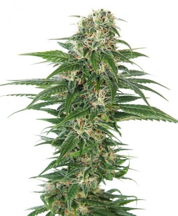 Early Skunk Auto Autoflower by Sensi Seeds