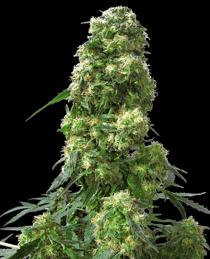 Early Skunk Feminized by Sensi Seeds