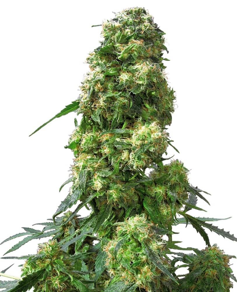 Early Skunk Regular by Sensi Seeds