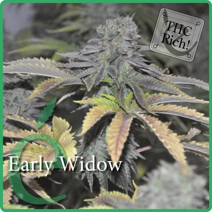 Early Widow Feminized by Elite Seeds