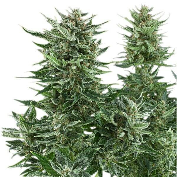 Easy Bud Autoflower by Royal Queen Seeds