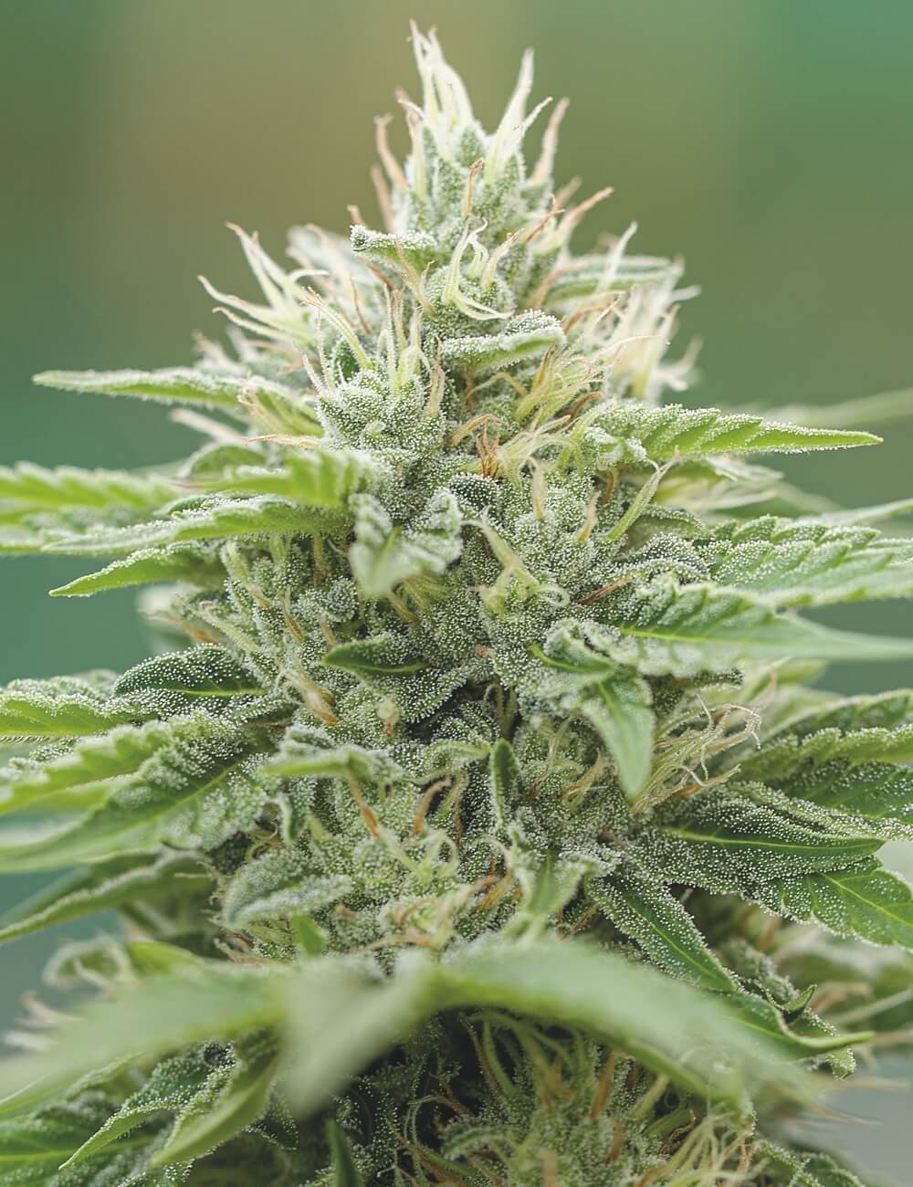 Eboshi CBG Feminized by Medical Seeds