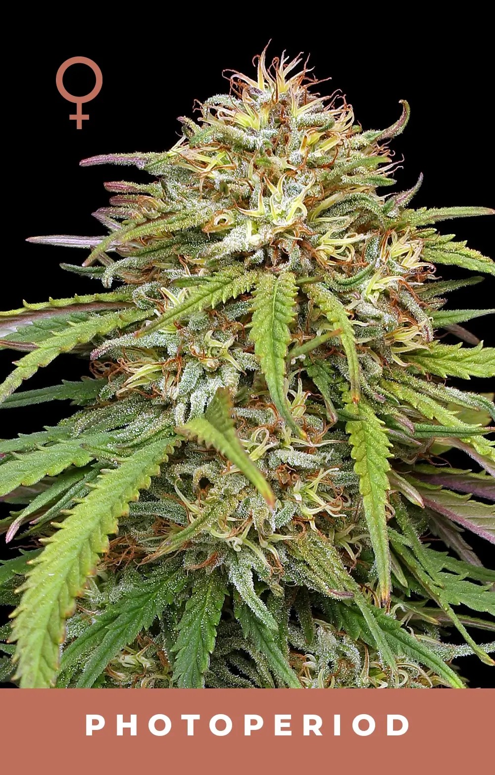 Ed Rosenthal's Super High Life Feminized by Humboldt Seed Company