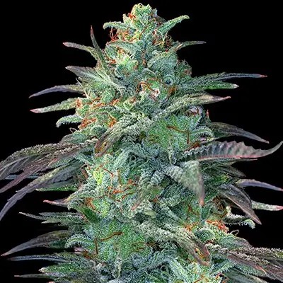 Eggnog OG Feminized by G13 Labs