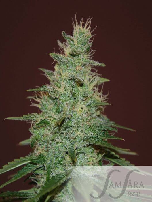 El Alquimista Auto Autoflower by Samsara Seeds