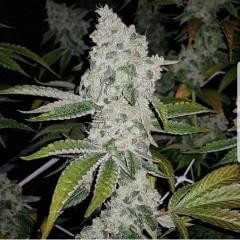 El Chapo Feminized by The Plug Seedbank