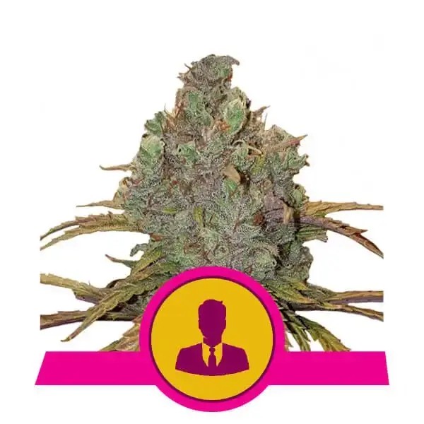El Patrón Feminized by Royal Queen Seeds