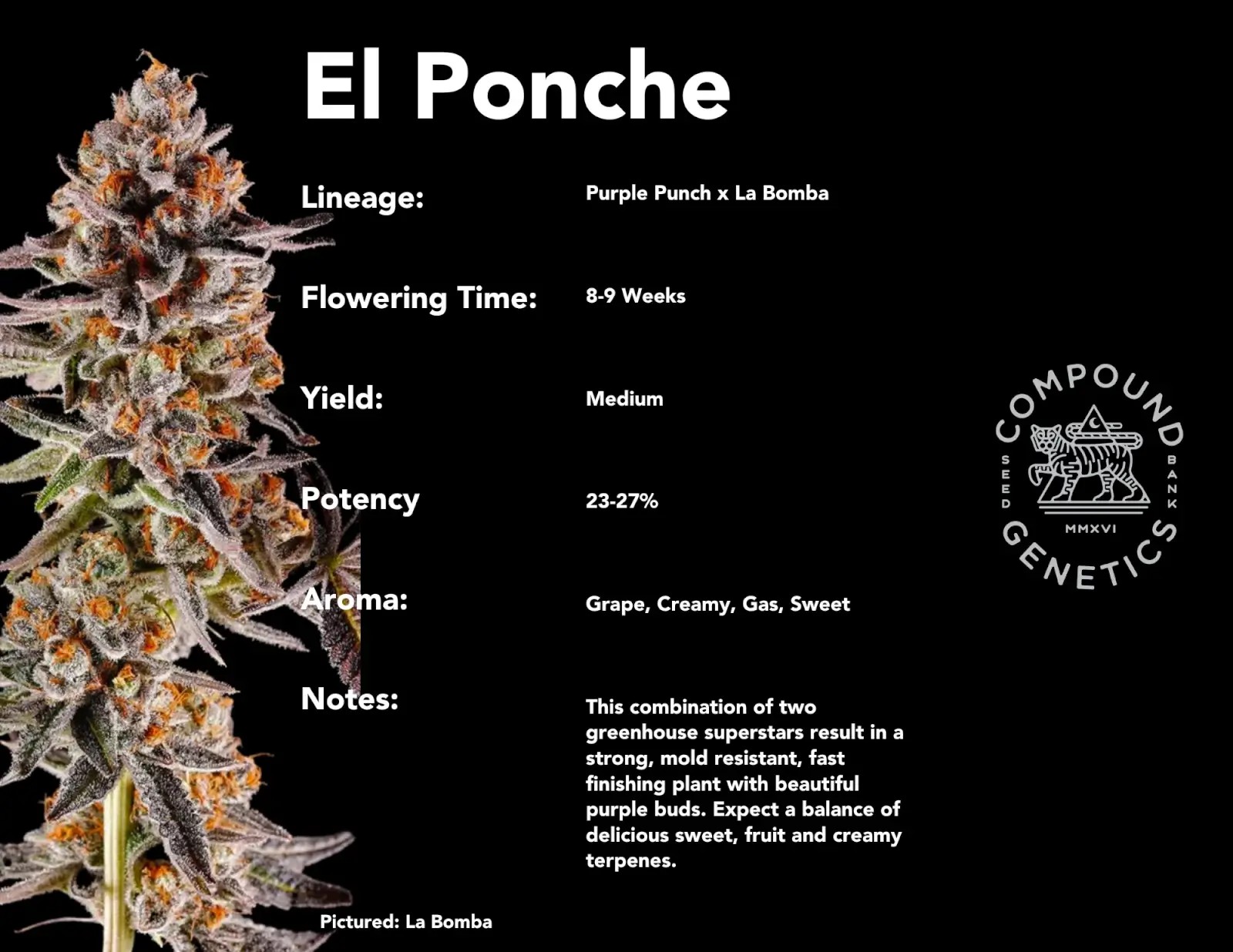 El Ponche Feminized by Compound Genetics