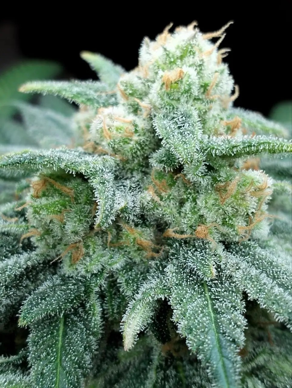 Electric Koolaid Feminized by The Grateful Seeds
