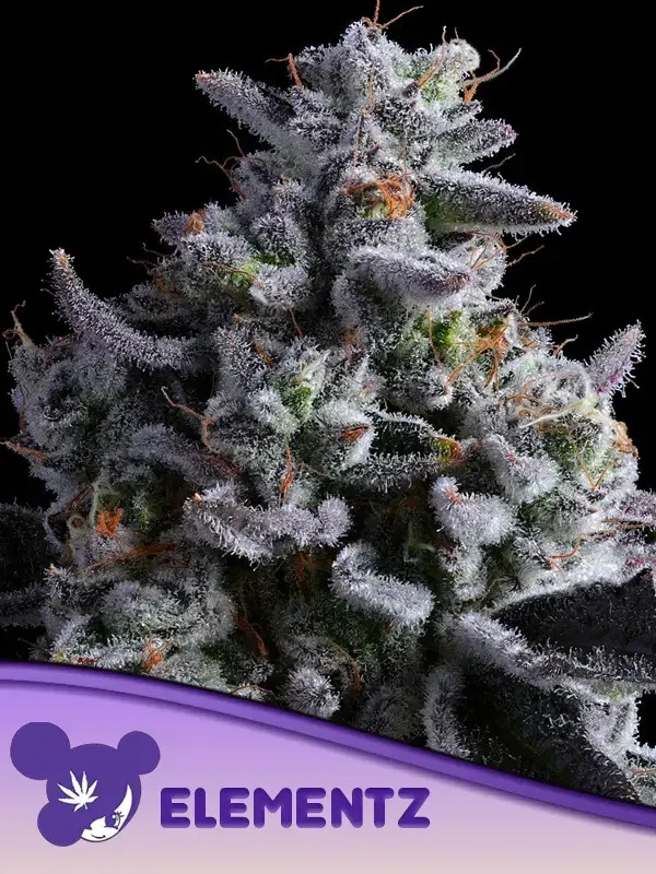 Elementz Feminized by Anesia Seeds