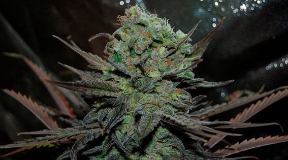 Eleven Roses Auto Autoflower by Delicious Seeds