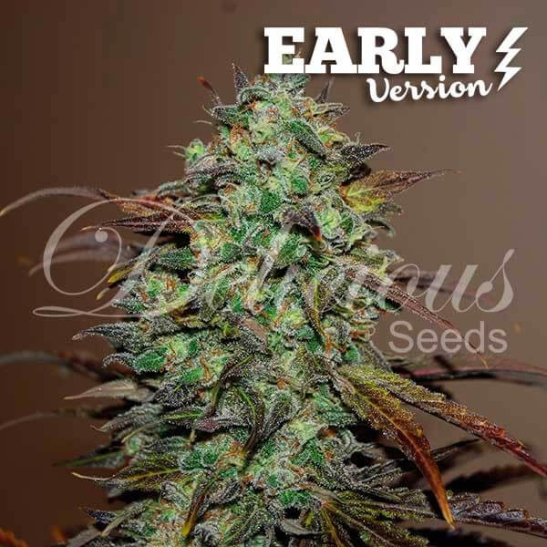 Eleven Roses Early Version Feminized by Delicious Seeds