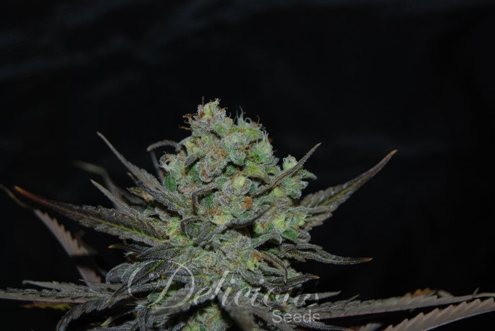 Eleven Roses Feminized by Delicious Seeds
