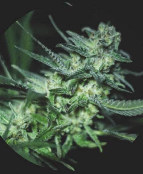Eli Feminized by R-Kiem Seeds
