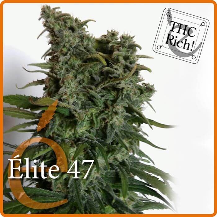 Elite 47 Feminized by Elite Seeds