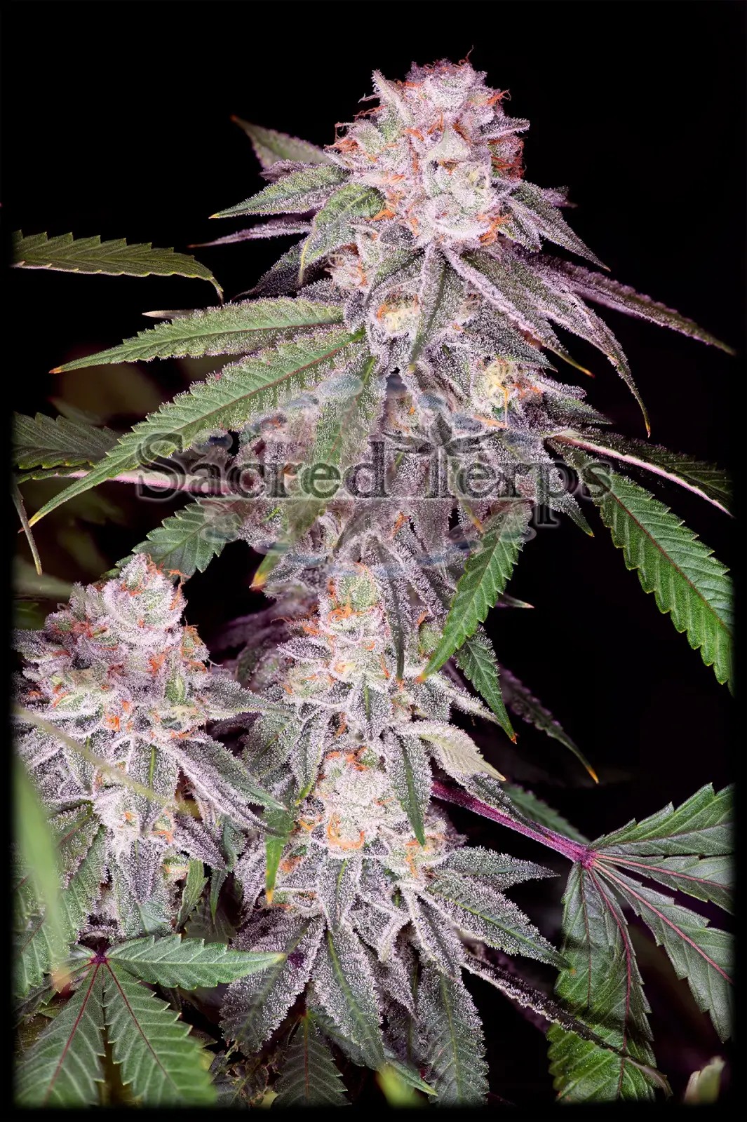 Empress #2 Feminized by Sacred Terps