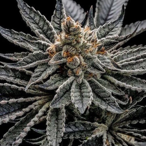 End Game R2 Feminized by Ethos Genetics