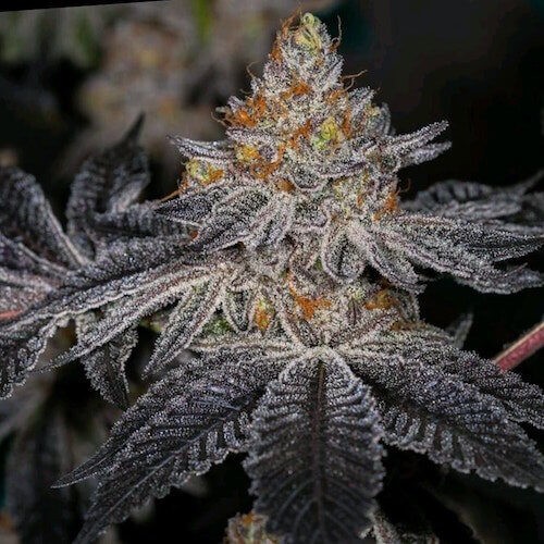 End Game RBX The Punch Line Feminized by Ethos Genetics