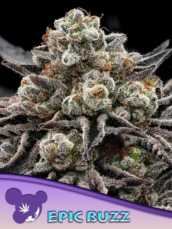 Epic Buzz Feminized by Anesia Seeds