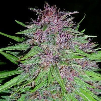 Erdpurt Regular by Ace Seeds