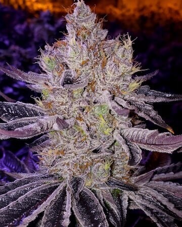 Ethos Apex F1 Regular by Ethos Genetics