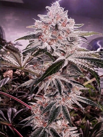 Ethos Apex R1 Feminized by Ethos Genetics