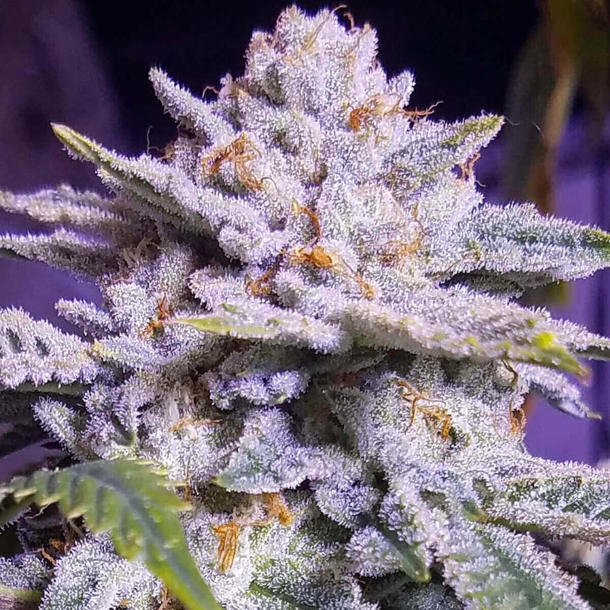 Ethos Cookies R2 Feminized by Ethos Genetics