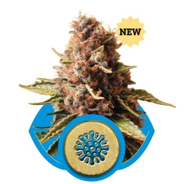 Euphoria Feminized by Royal Queen Seeds