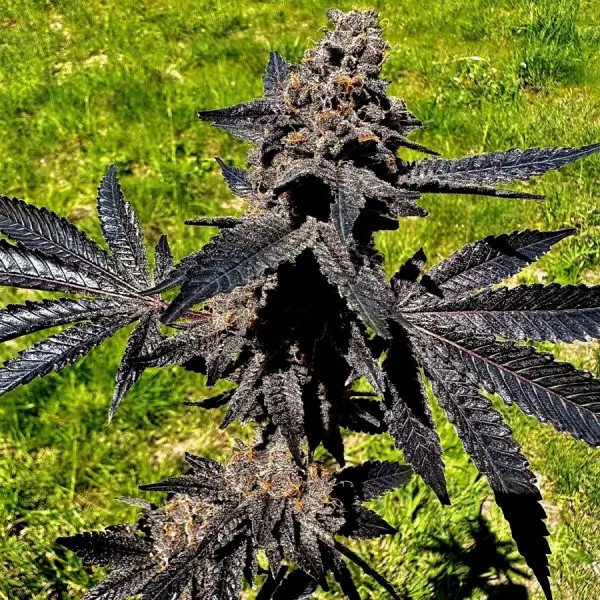 Event Horizon Feminized by Exotic Genetix