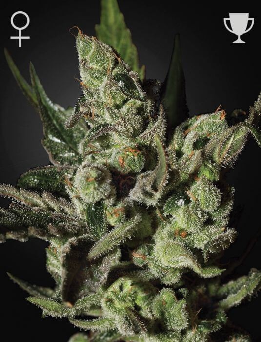 Exodus Cheese Feminized by Green House seeds