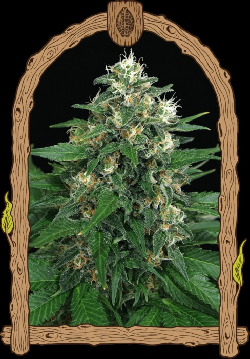Exotic Thai Feminized by Exotic Seed