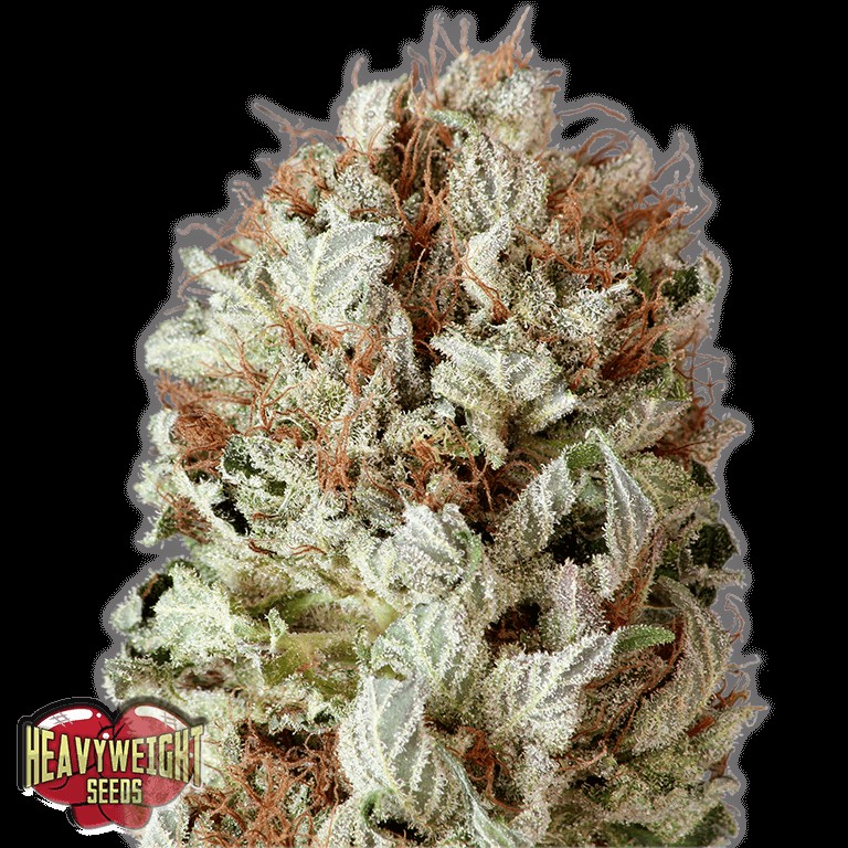 Extreme Impact Autoflower by Heavyweight Seeds