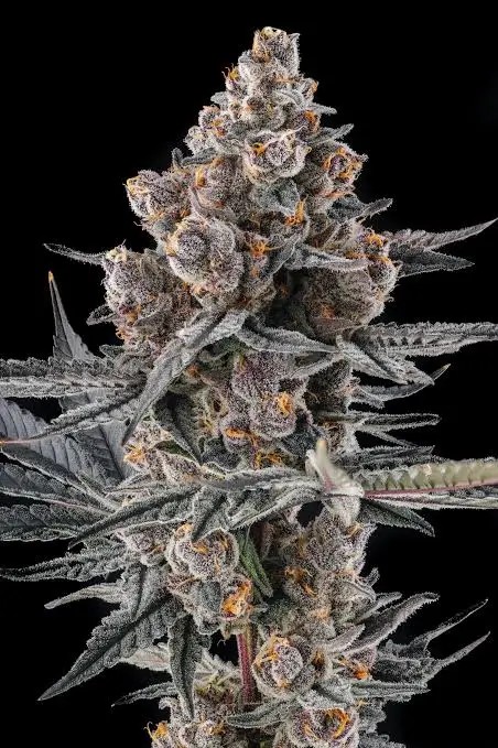 Eye of JAH Feminized by Compound Genetics