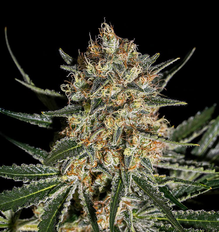 Face Off OG Bilbo Feminized by Genehtik