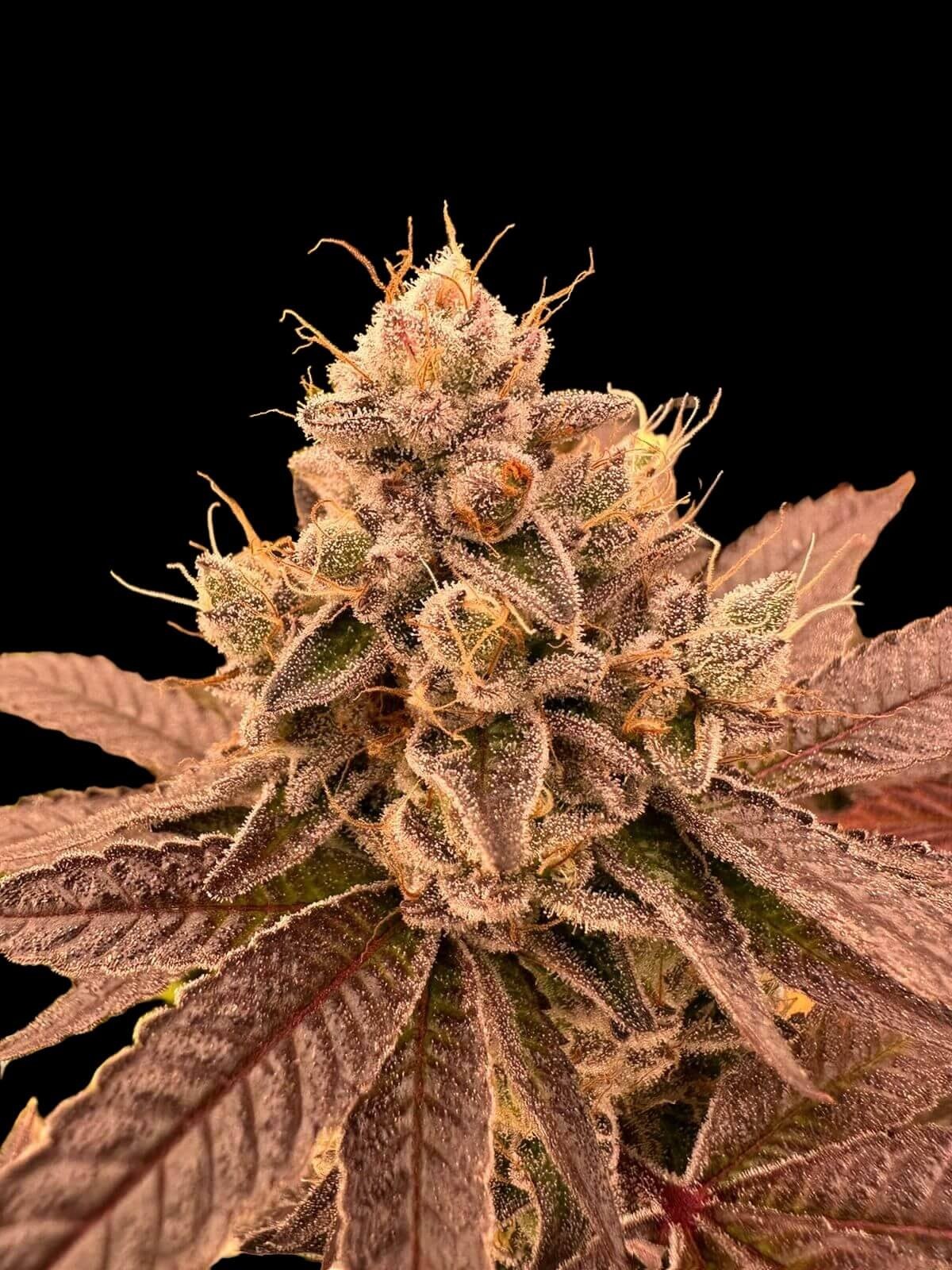 Fancy Donrouch Feminized by R-Kiem Seeds
