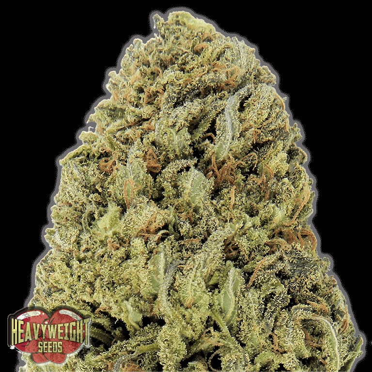 Fast & Vast Auto Autoflower by Heavyweight Seeds