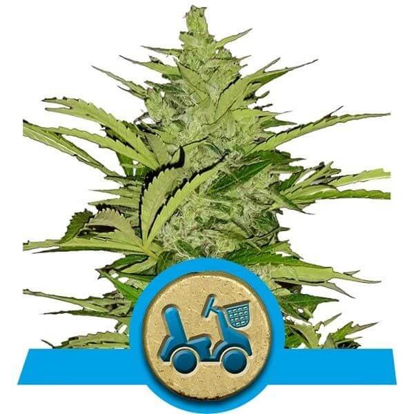 Fast Eddy CBD Auto Autoflower by Royal Queen Seeds